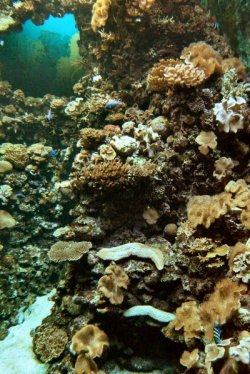 Les fonds sous-marins entre autre sont magnifiques, de nombreux poissons multicolores dans des massifs de coraux.